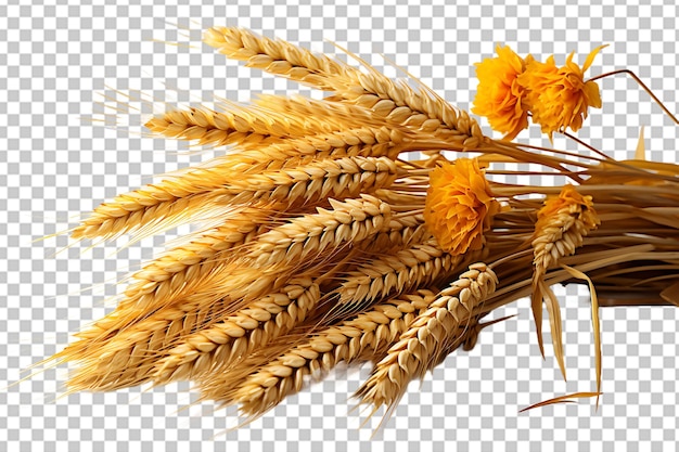 PSD wheat isolated on transparent background