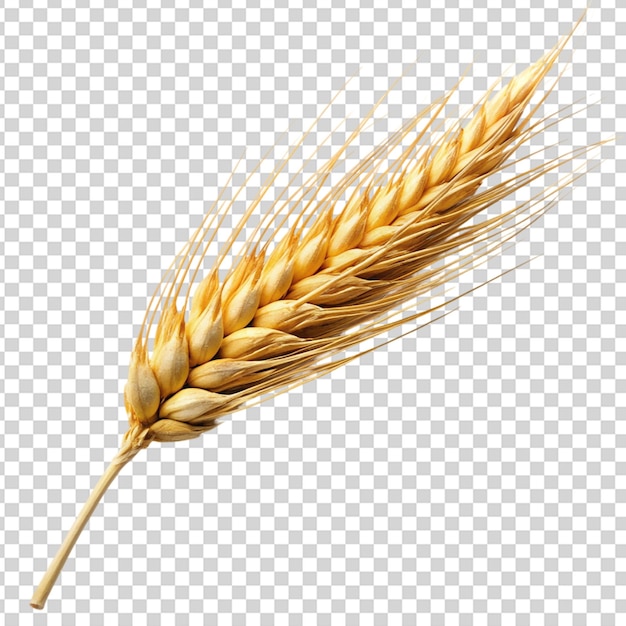 PSD a wheat stalk with its head facing on transparent background