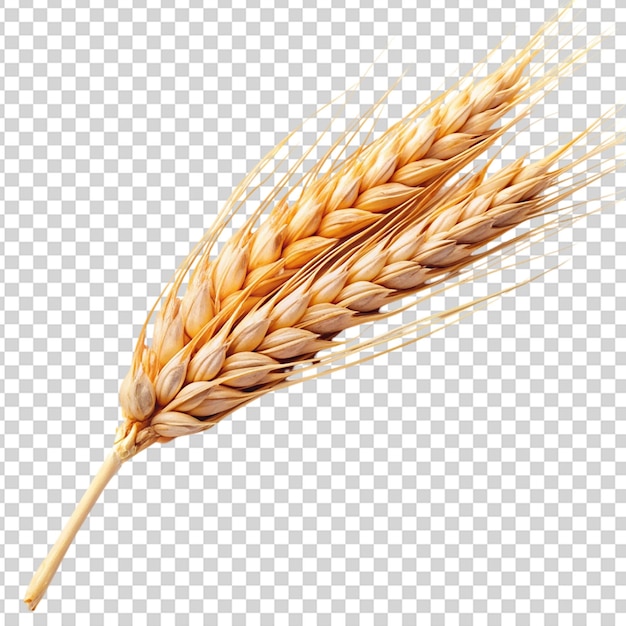 PSD a wheat stalk with its head facing on transparent background