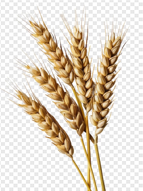 wheat on a transparent background