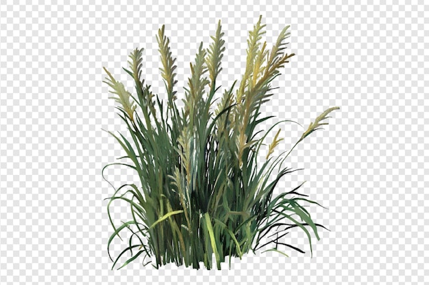 PSD wheatgrass isolated on a transparent background