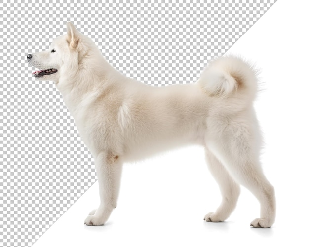 White Akita Inu in side profile view on isolated transparent background