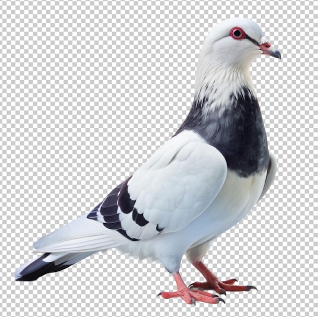 PSD white and black fatty pigeon