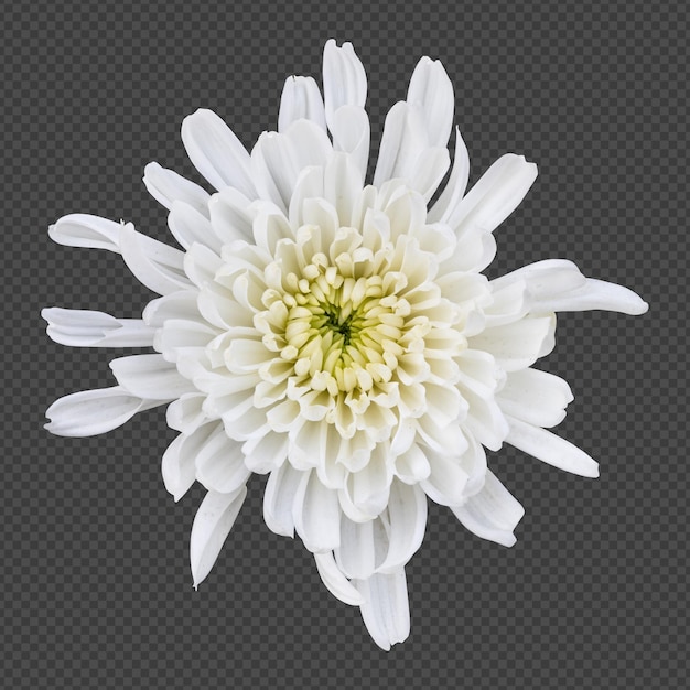 White chrysanthemum flower isolated rendering