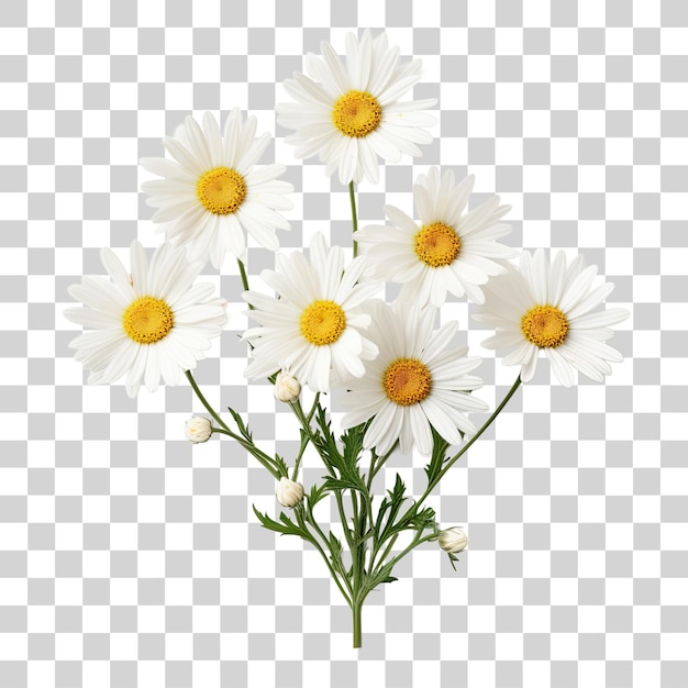 White daisy flower bouquet arrangements