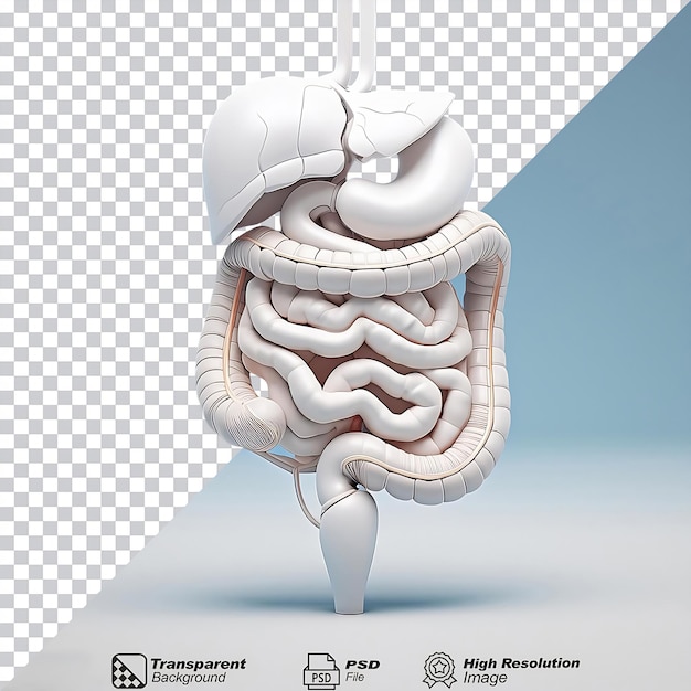 PSD white digestive system isolated on transparent background