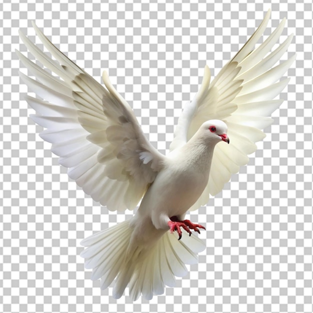 white dove flying on transparent background