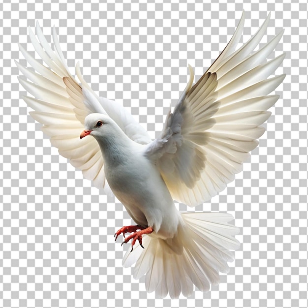 white dove flying on transparent background