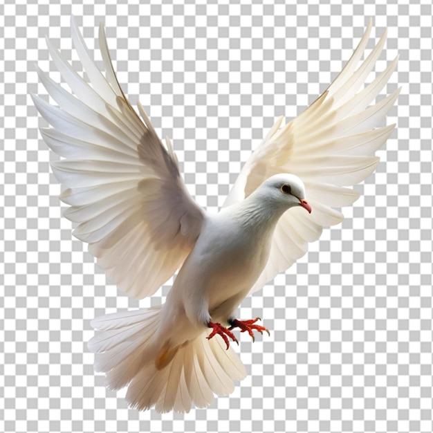 white dove flying on transparent background