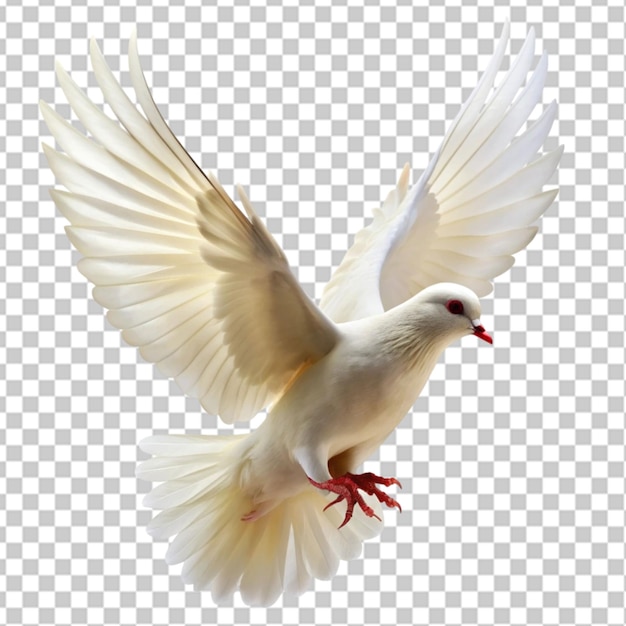 white dove flying on transparent background