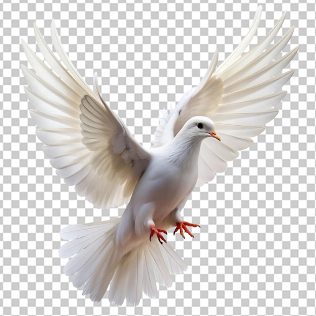 white dove flying on transparent background