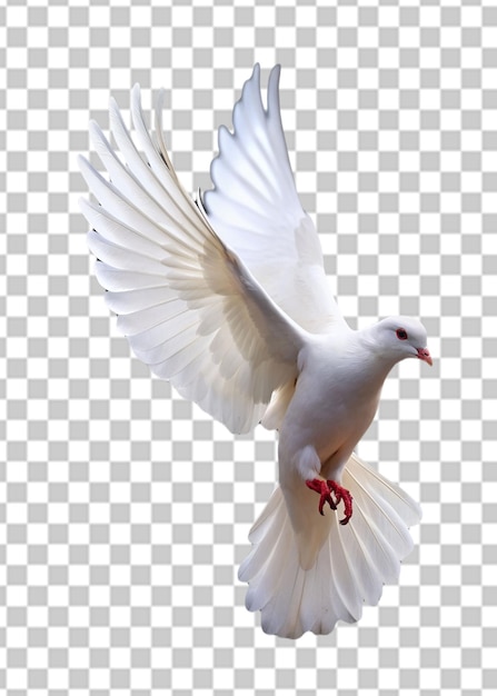 white dove isolated icon design