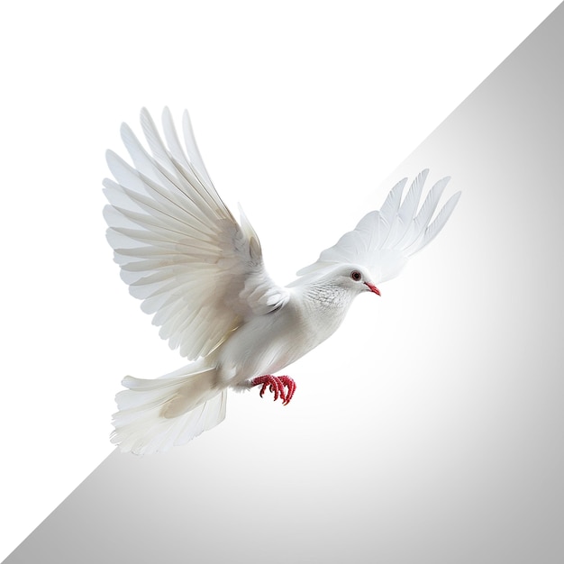 PSD white dove isolated on white background