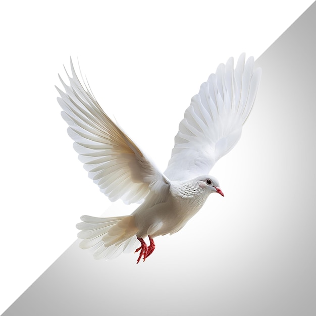 PSD white dove isolated on white background