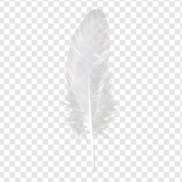 PSD white feather on transparency background