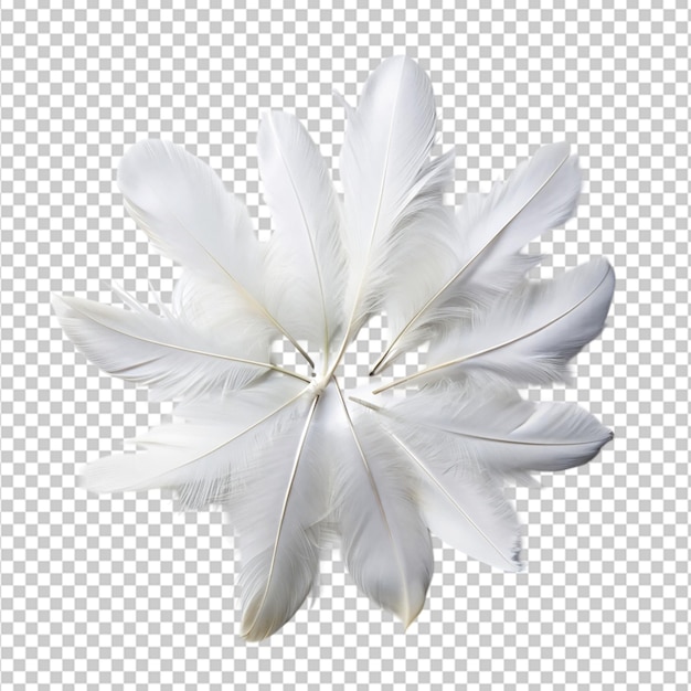 PSD white feathers on transparent background