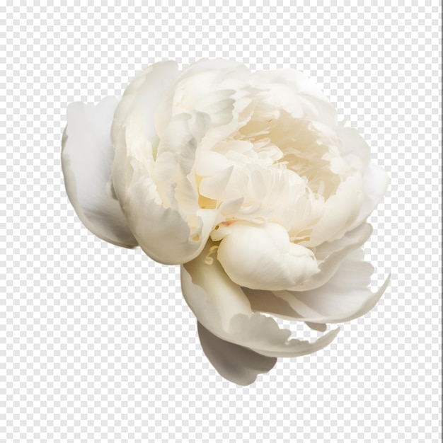 a white flower is shown on a transparent background