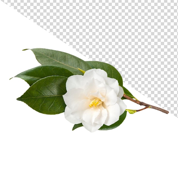 a white flower with green leaves and a white background