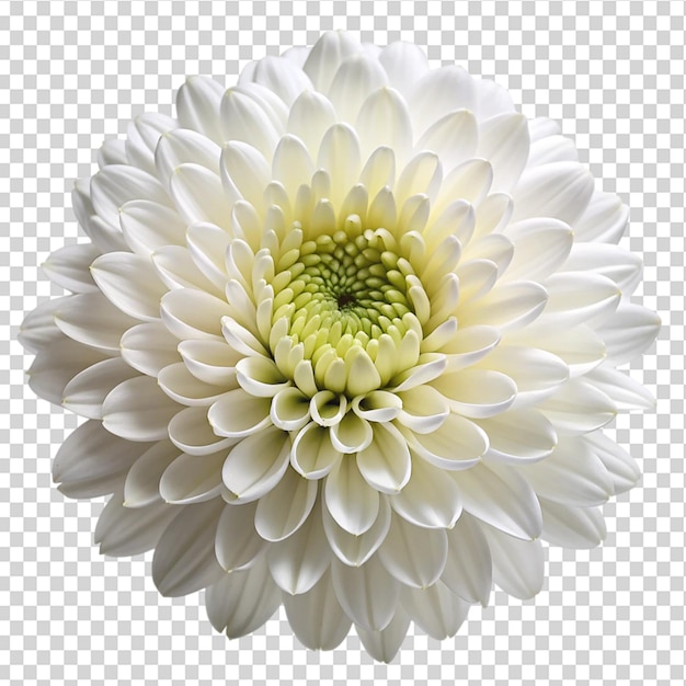 A white flower with a yellow center and green stem on transparent background