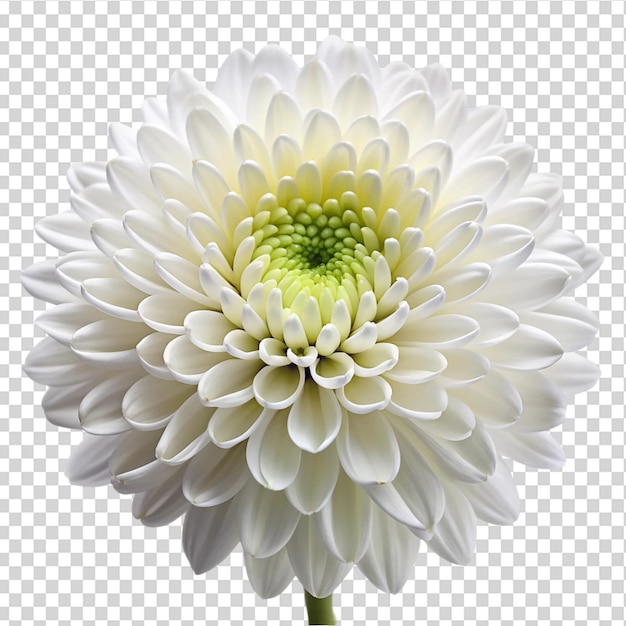 A white flower with a yellow center and green stem on transparent background