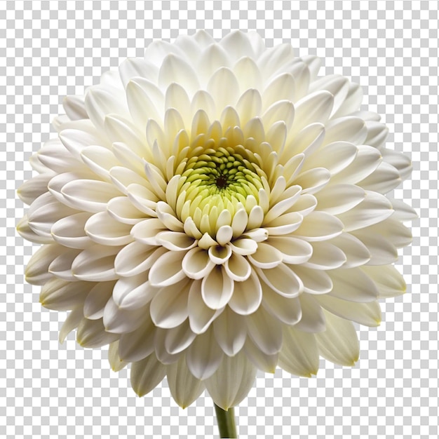 A white flower with a yellow center and green stem on transparent background