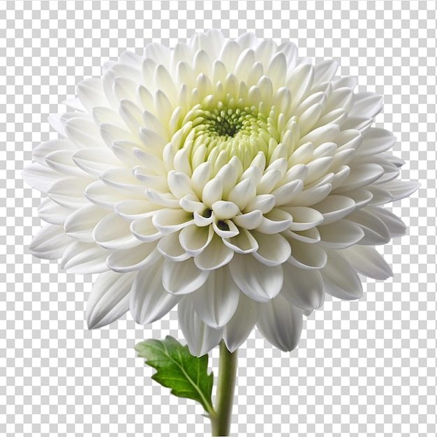 PSD a white flower with a yellow center and green stem on transparent background