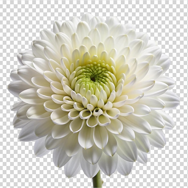 A white flower with a yellow center and green stem on transparent background