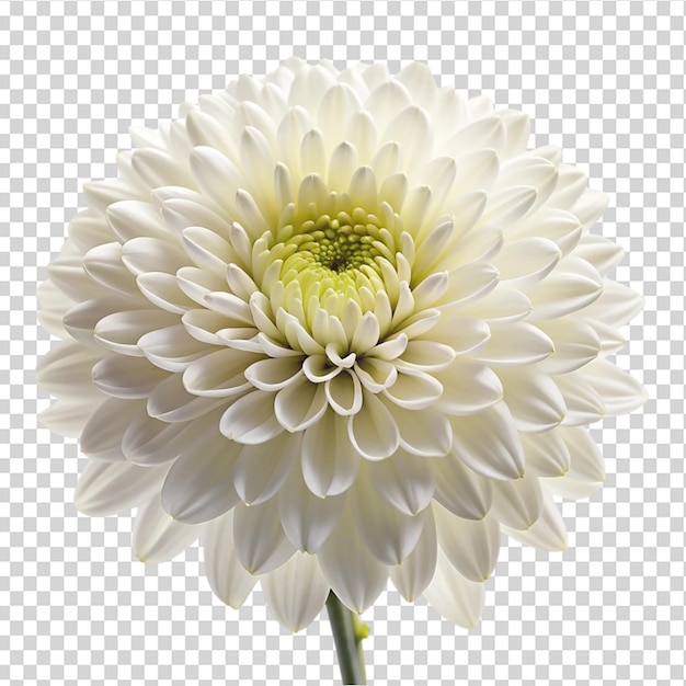 PSD a white flower with a yellow center and green stem on transparent background