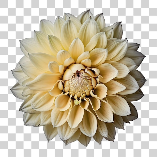 A white flower with a yellow center.