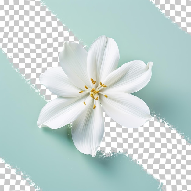 a white flower with yellow stamens on it is laying on a checkered background.