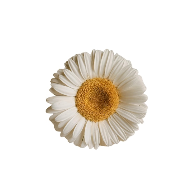 White flowers on white background