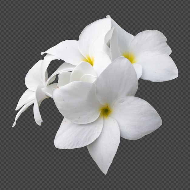 White frangipani flowers isolated rendering