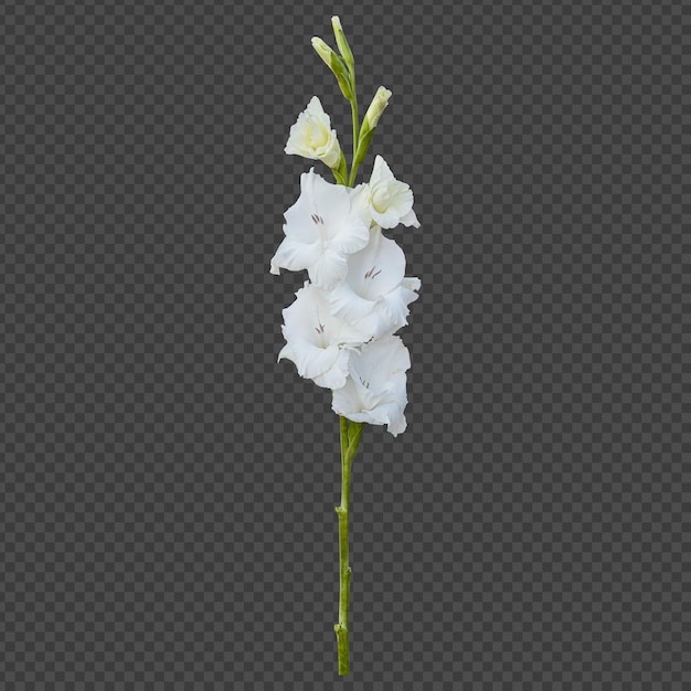 White gladiolus flower stem isolated rendering