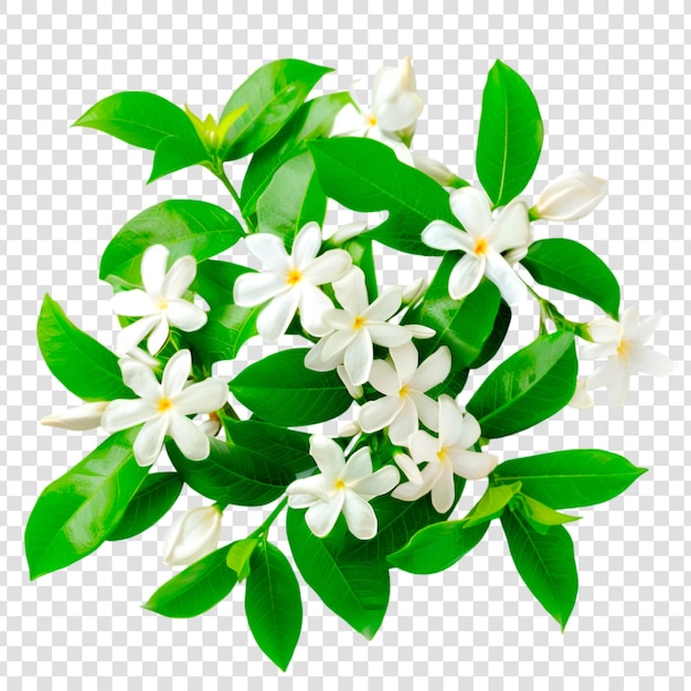 White jasmine flowers with green leaves on a transparent background