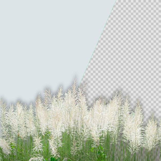 White kash flower or wild sugarcane or kans grass isolated psd background