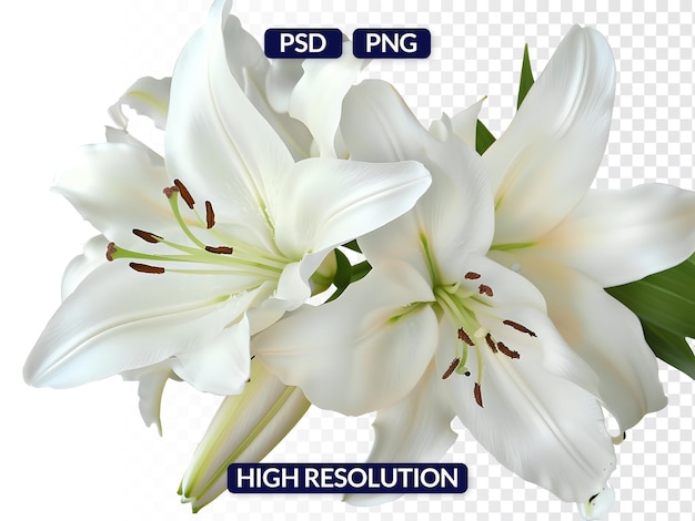 White Lilies Flower Cluster Isolated on Transparent Background in High Quality