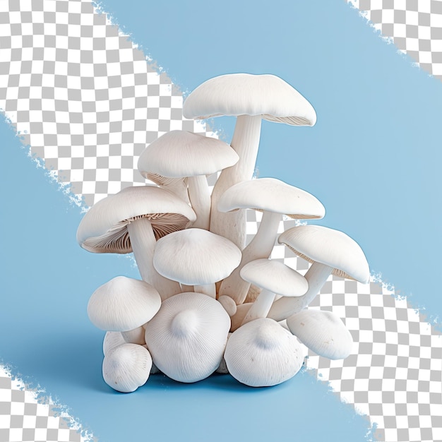 White mushrooms on transparent background champingon mushrooms Mushrooms in contrasting colors