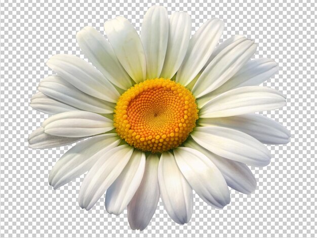 white and orange daisy with petals