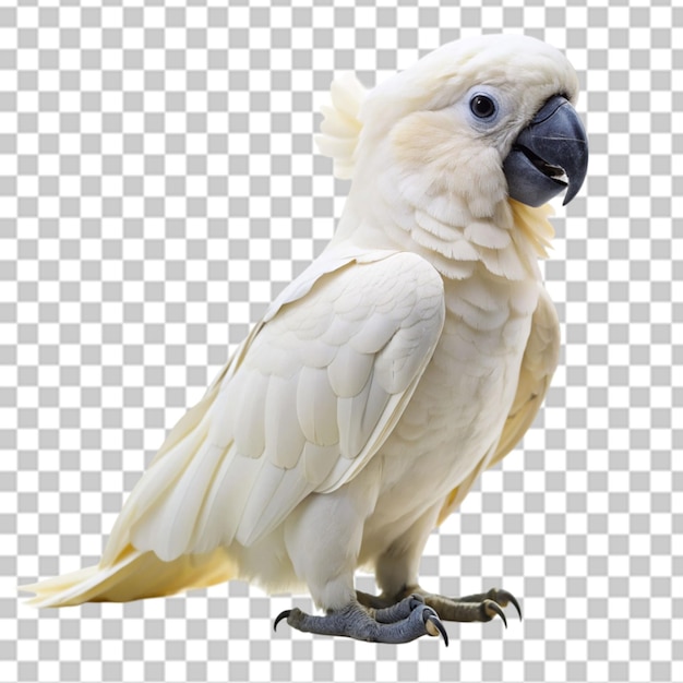 PSD white parrot on transparent background