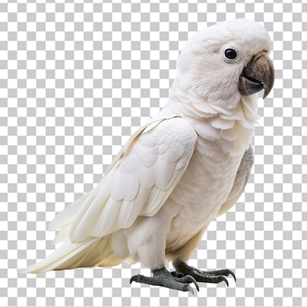 PSD white parrot on transparent background