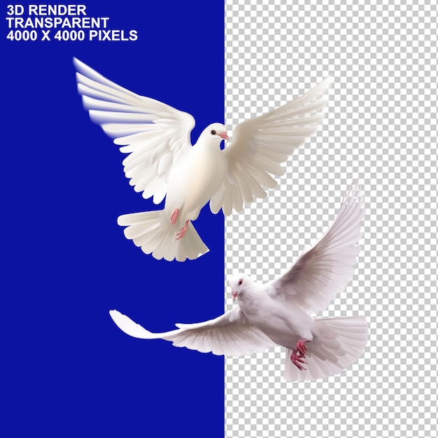 White Pigoen Pigoen Couple Birds Dove Symbol of Peace Peaceful birds Golden wings Fire Crackers