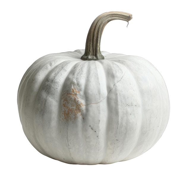 PSD a white pumpkin with a brown stem