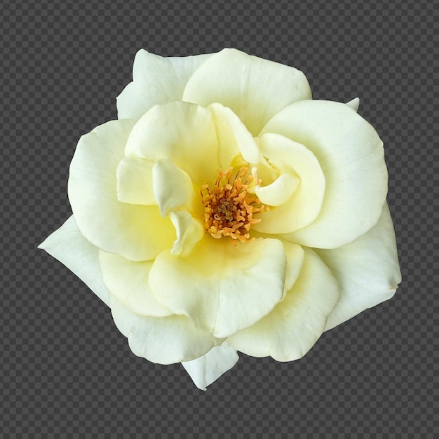 White rose flower isolated rendering