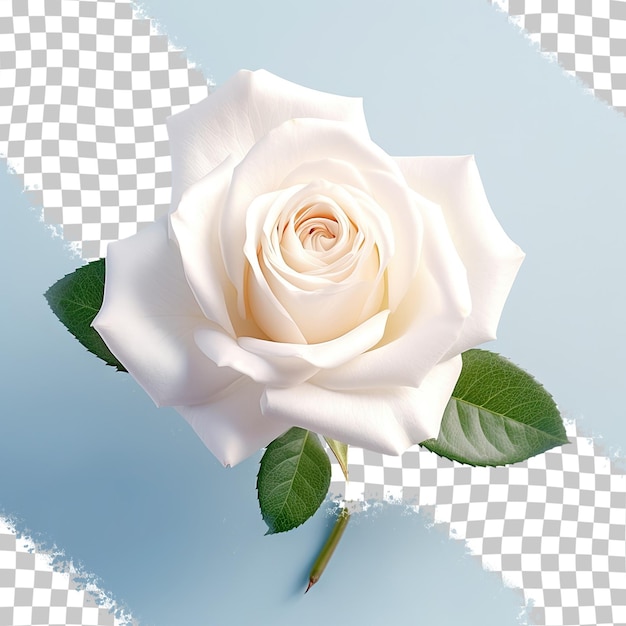 a white rose with a green leaf on it