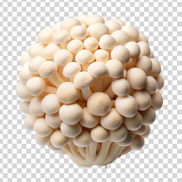 White shimeji mushroom top view isolated on transparent background