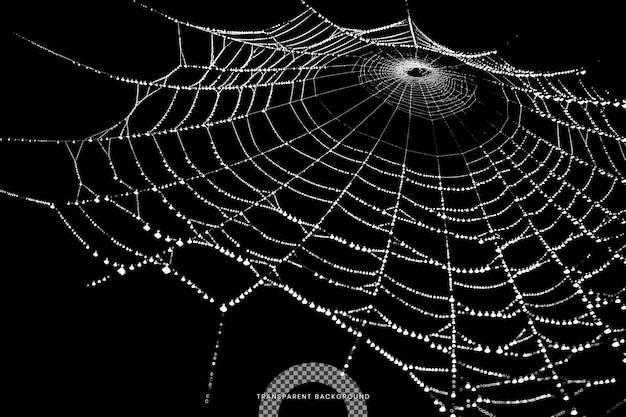 PSD white spider web on a transparent background