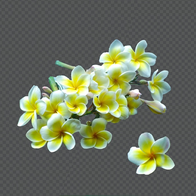 White and yellow plumeria flowers frangipani flowers isolated background