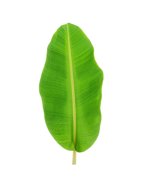 whole fresh banana leaves transparent background