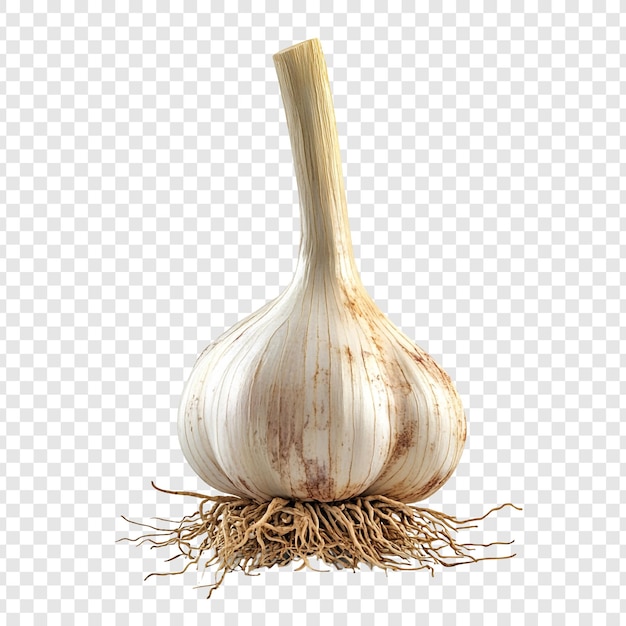 Whole Garlic Bulb With Roots