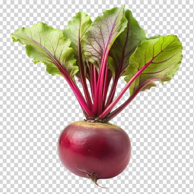 PSD whole vertical beet root with leaves on transparent background